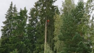 Arboristi - Mitä arboristi tekee ja mitä tämä maksaa?