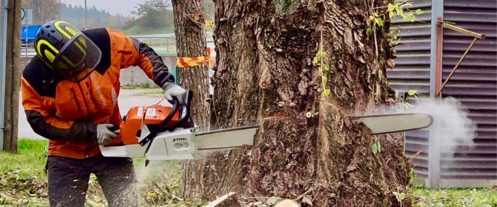 Miten arboristi arvioi puun kunnon?