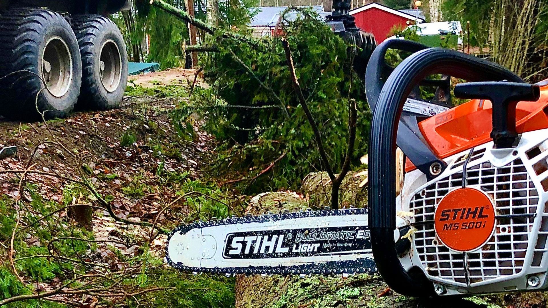 Saako omasta pihasta kaataa puun ilman lupaa?
