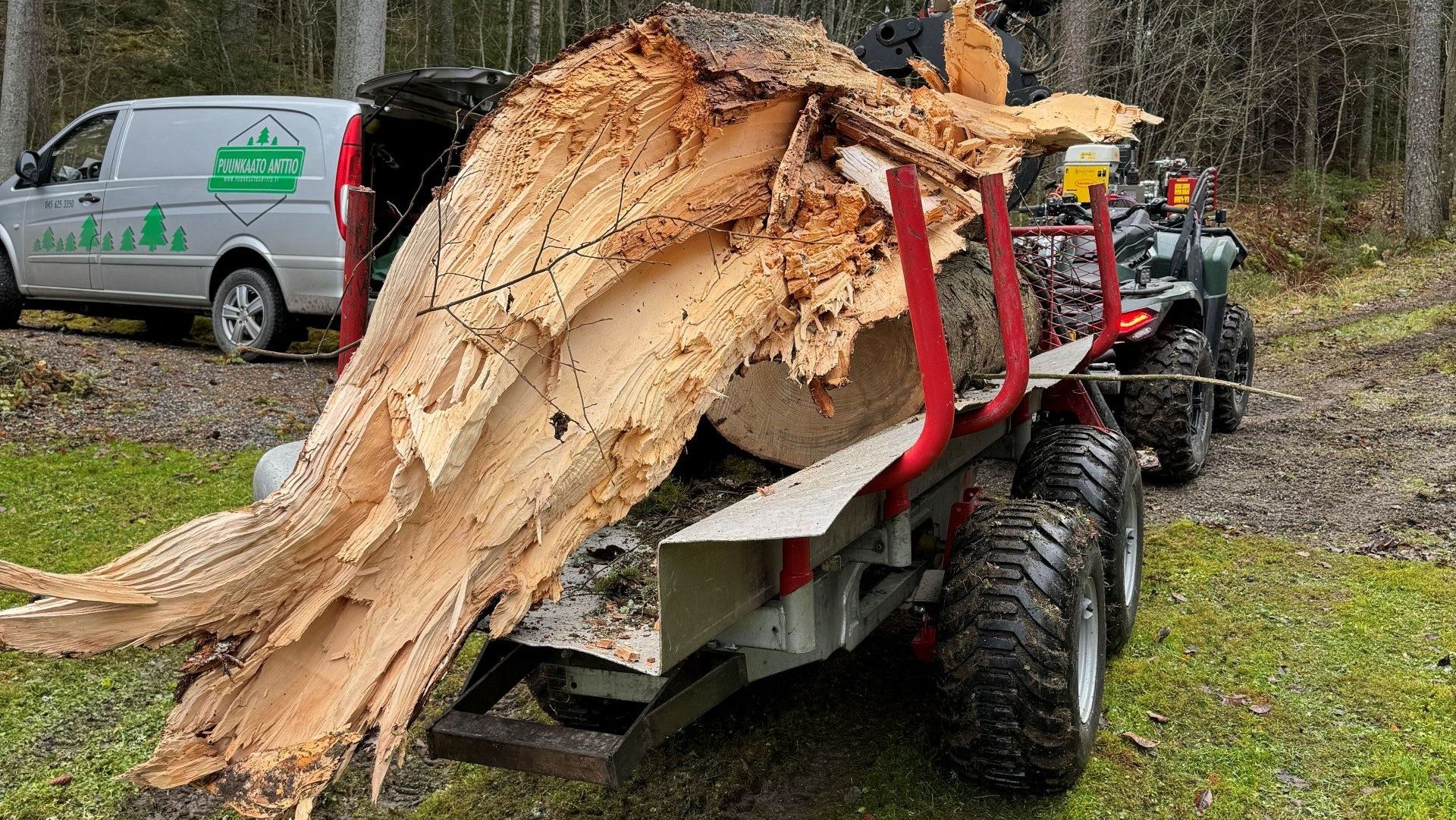 Mitä riskejä puun kaatamiseen liittyy?