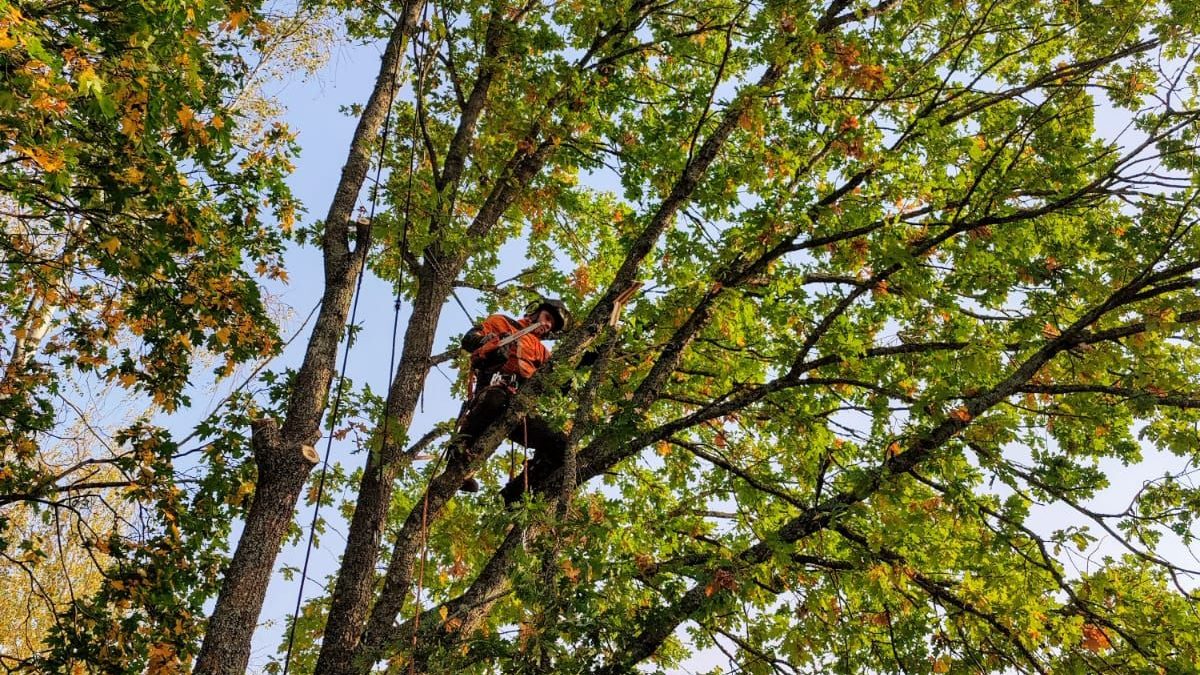Mitä arboristi tekee?